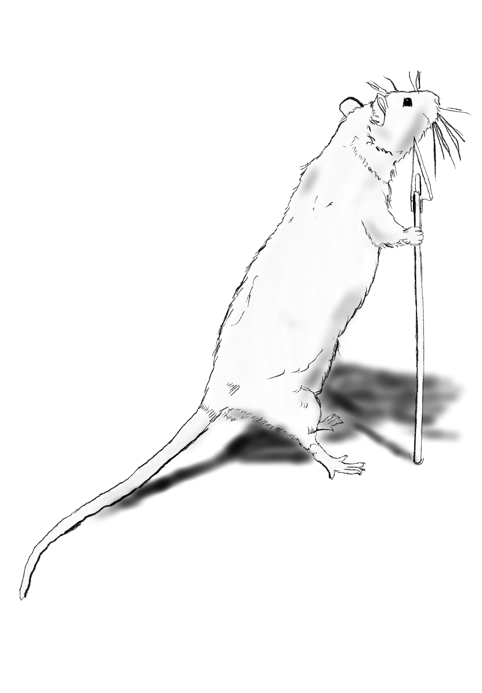 Rat illustration